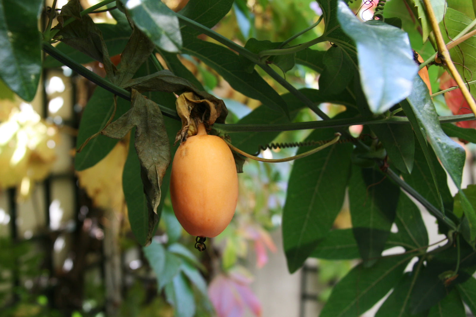 Passion Fruit 'Constance Elliott'