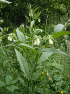 Russian Comfrey 'Bocking 4'