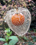 Physalis 'Gigante'