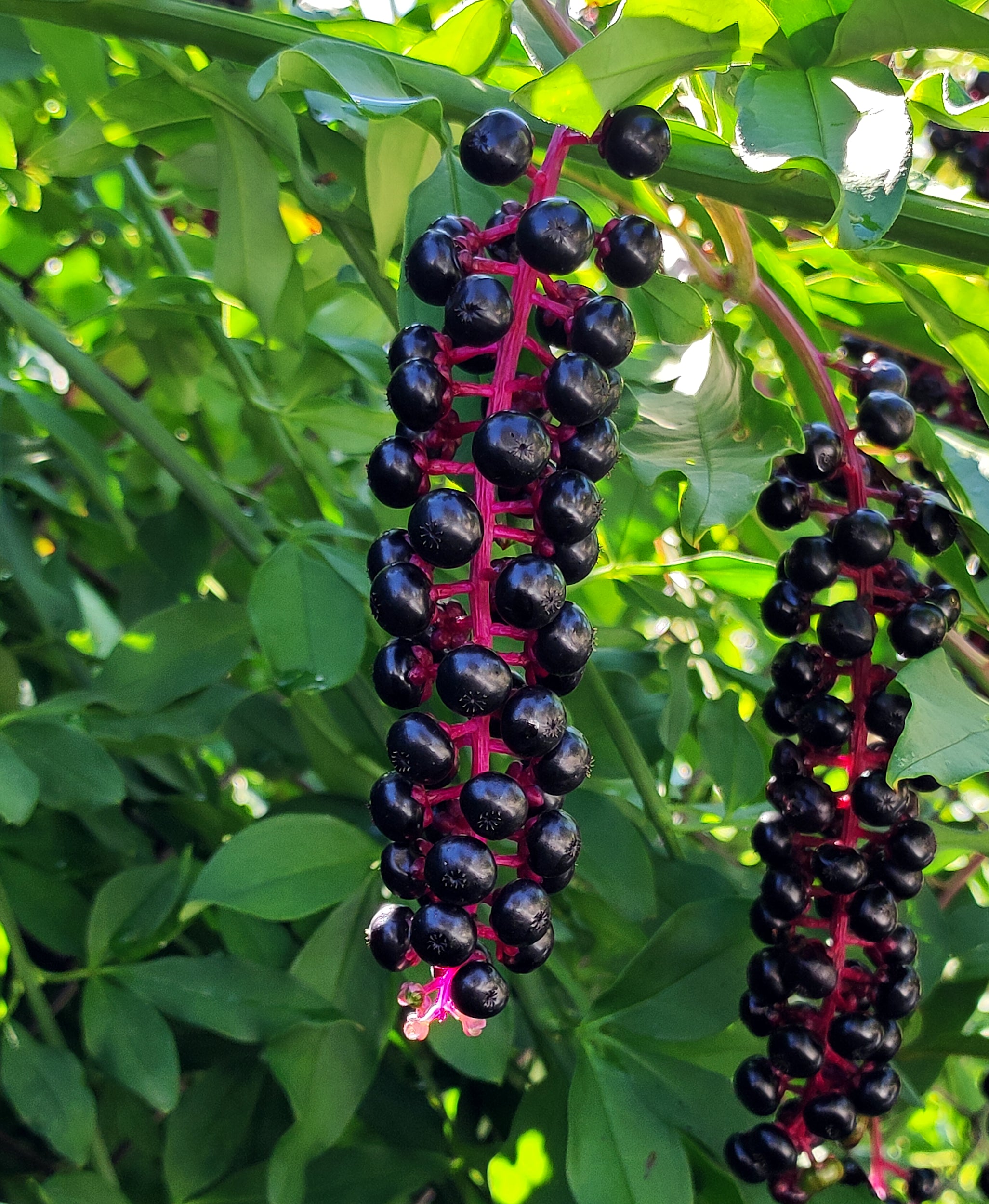 Pokeberry