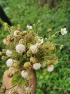 Strawberry 'Pineberry'