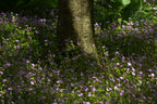 Winter Purslane