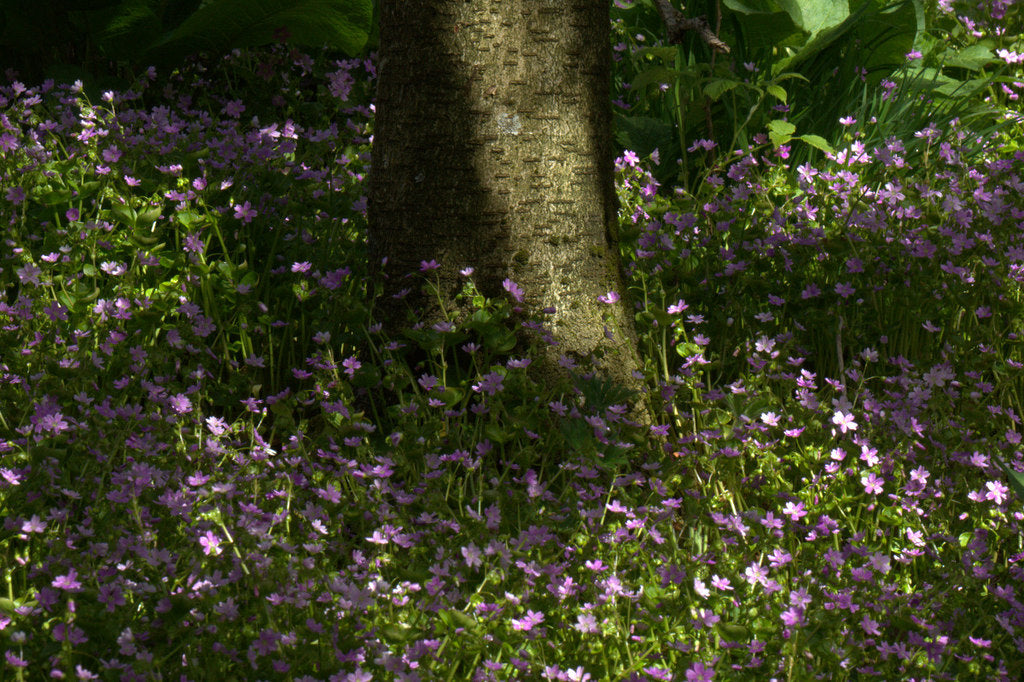 Winter Purslane