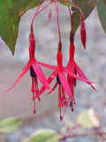 Fuchsia 'Gracilis'