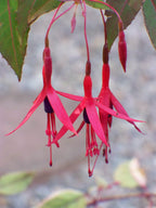 Fuchsia 'Gracilis'