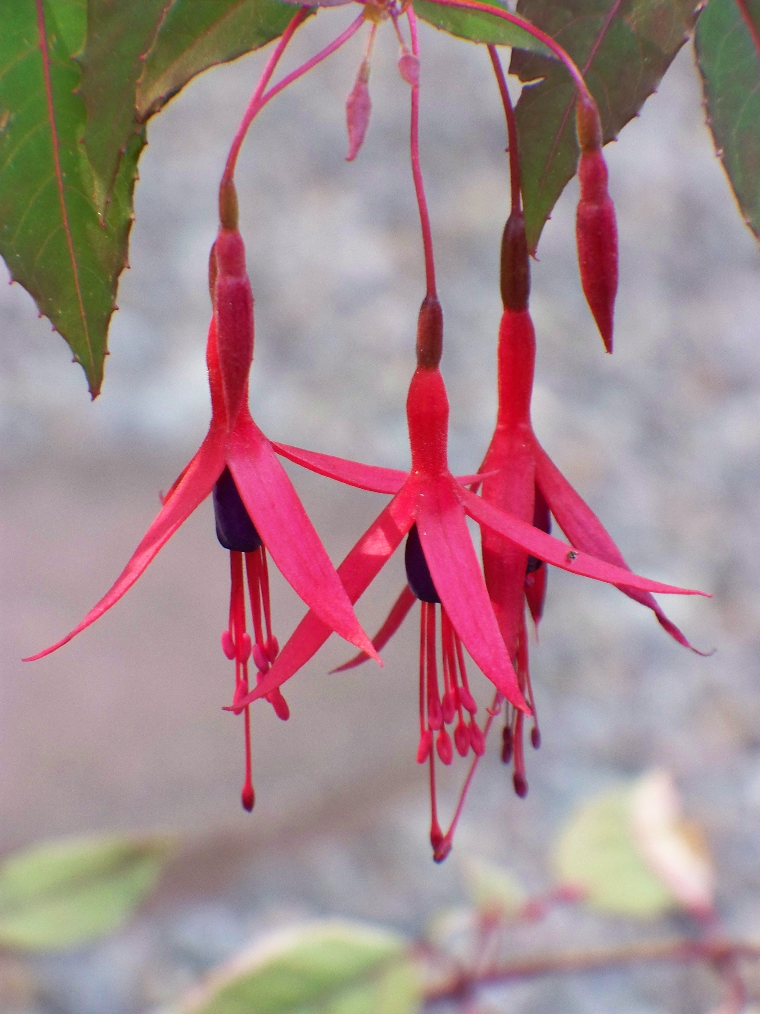 Fuchsia 'Gracilis'