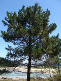 Maritime Pine