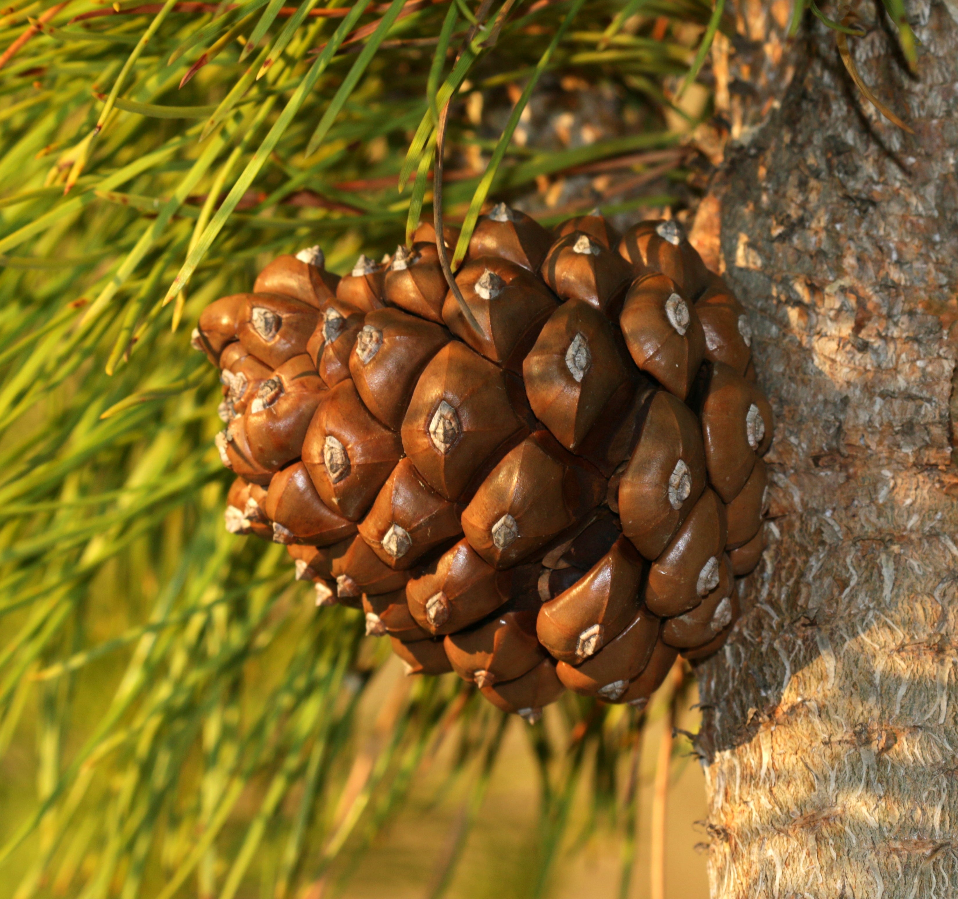 Stone Pine