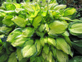 Hosta 'Fortunei Albopicta'