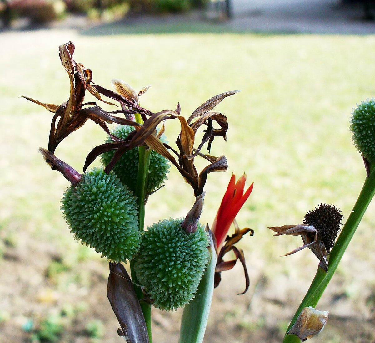 Edible Canna