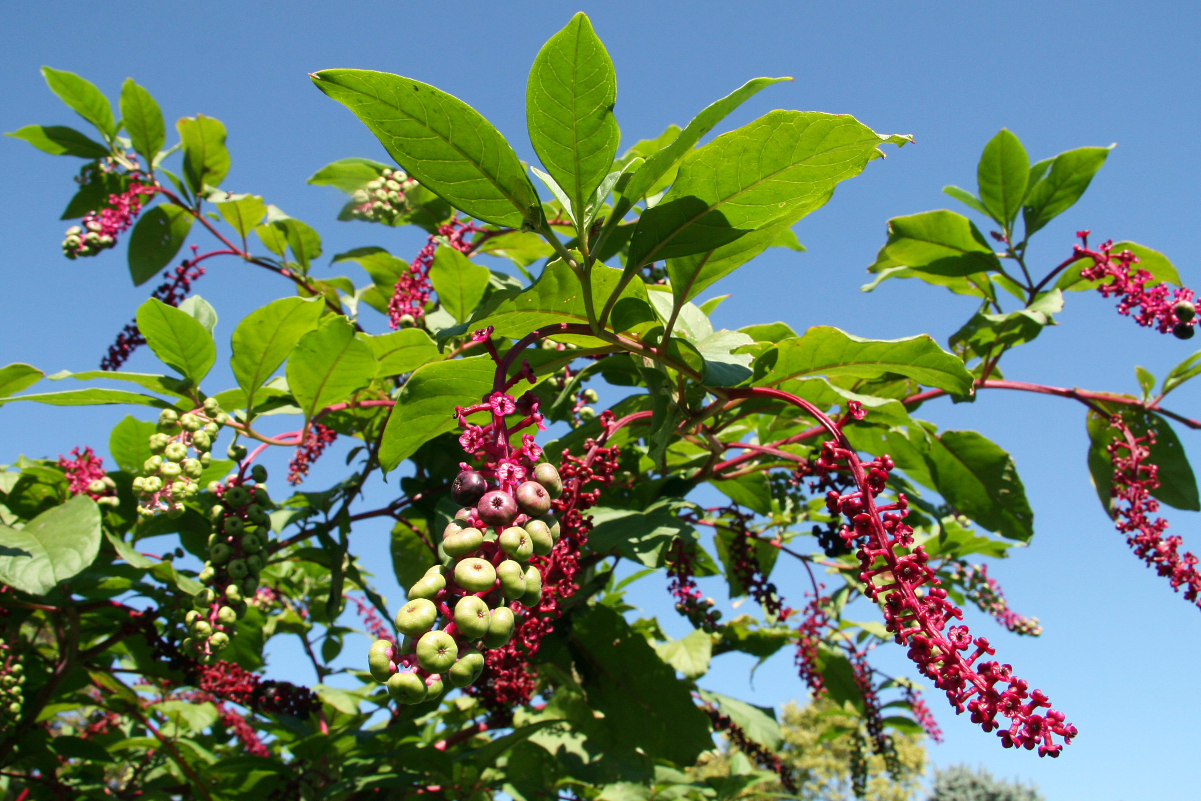 Pokeberry