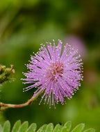 Sensitive Plant