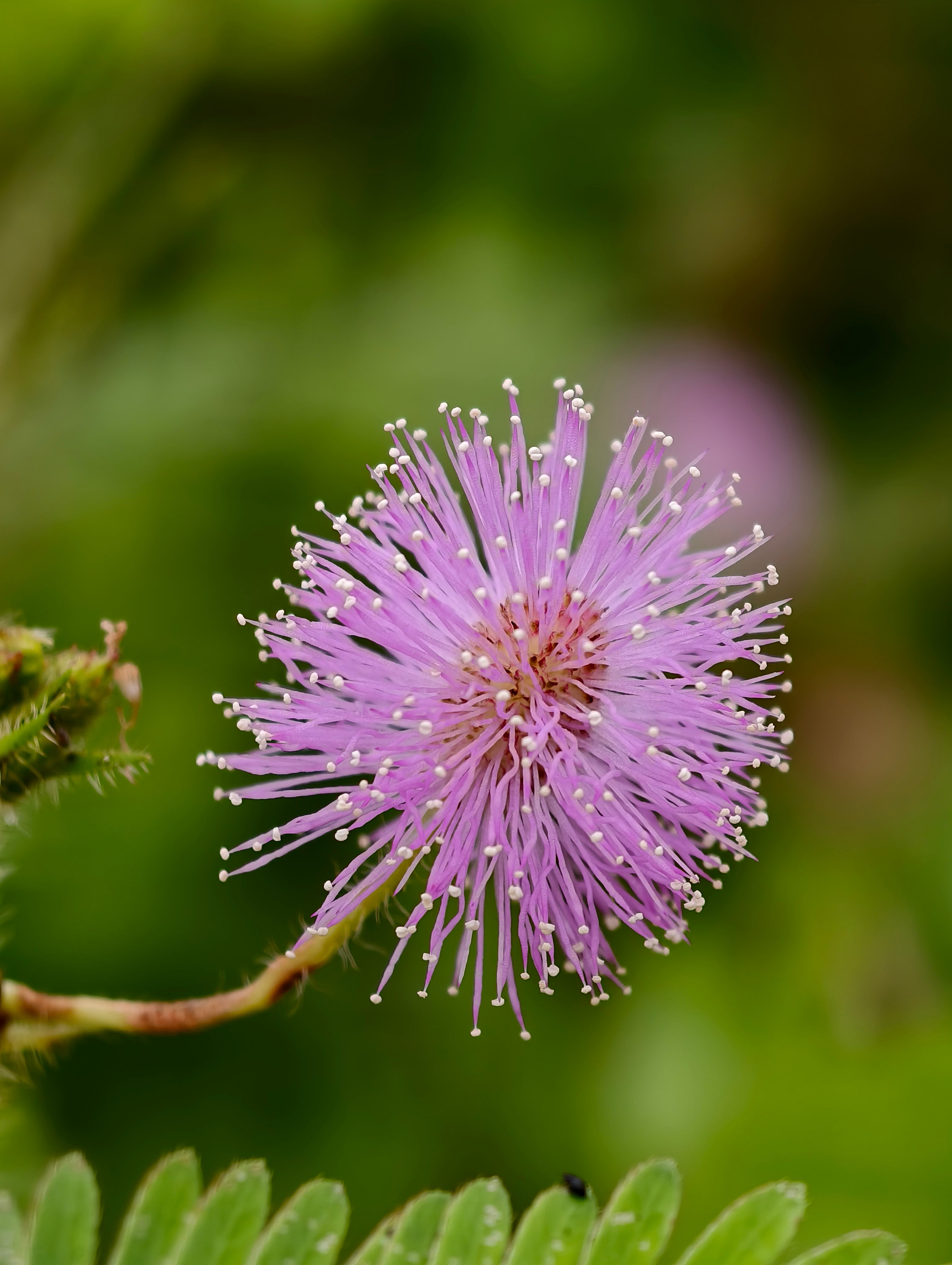 Sensitive Plant
