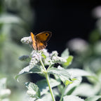 Silver-leaved Mint