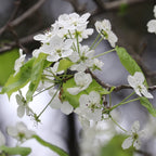 Asian Pear 'Shinseiki'
