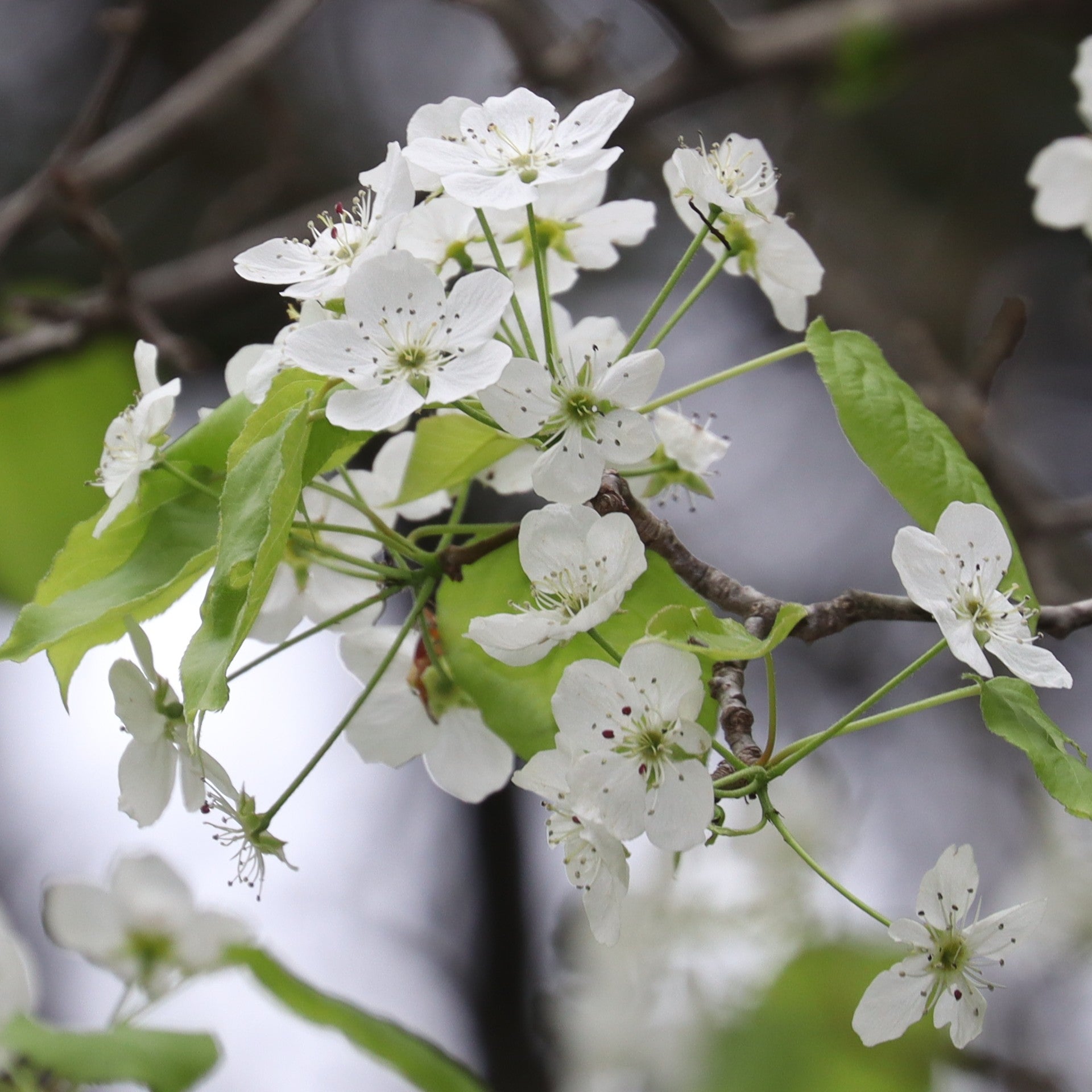 Asian Pear 'Kumoi'
