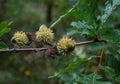 Turkey Oak