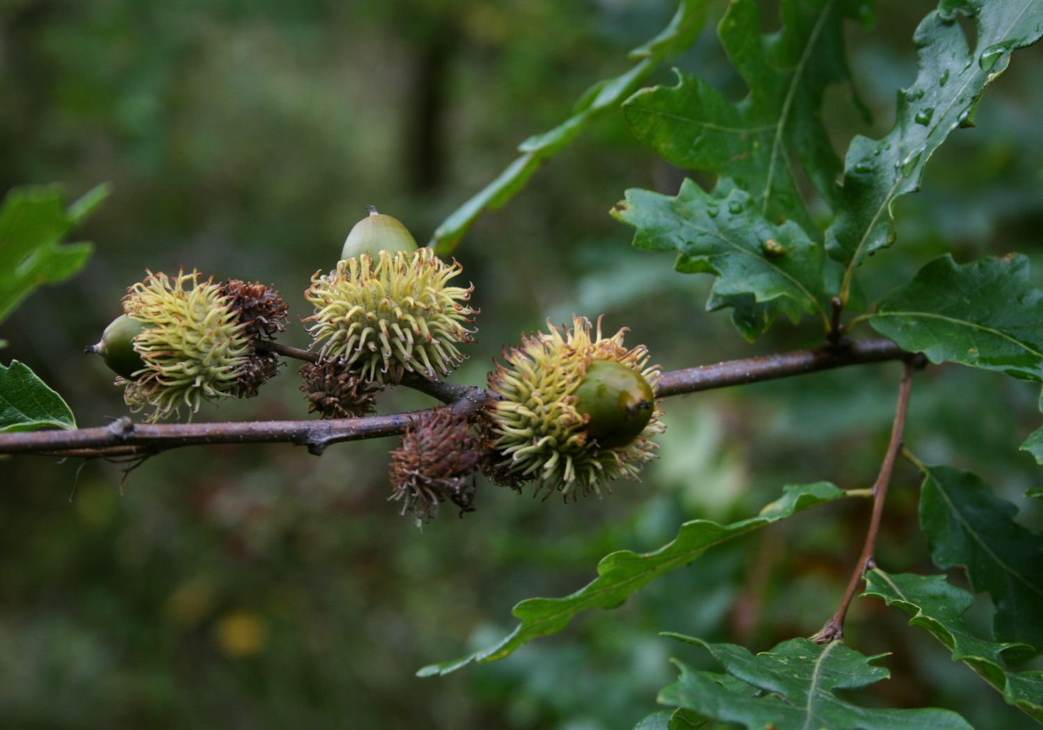 Turkey Oak