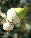 Holm Oak