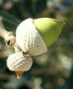 Holm Oak