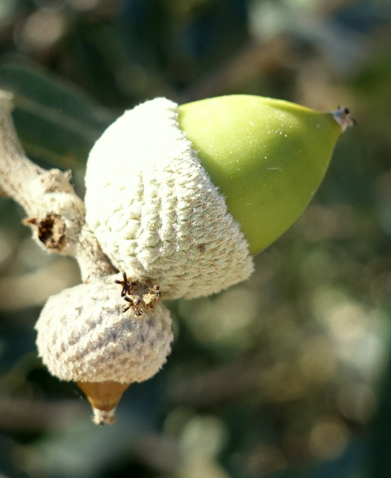 Holm Oak
