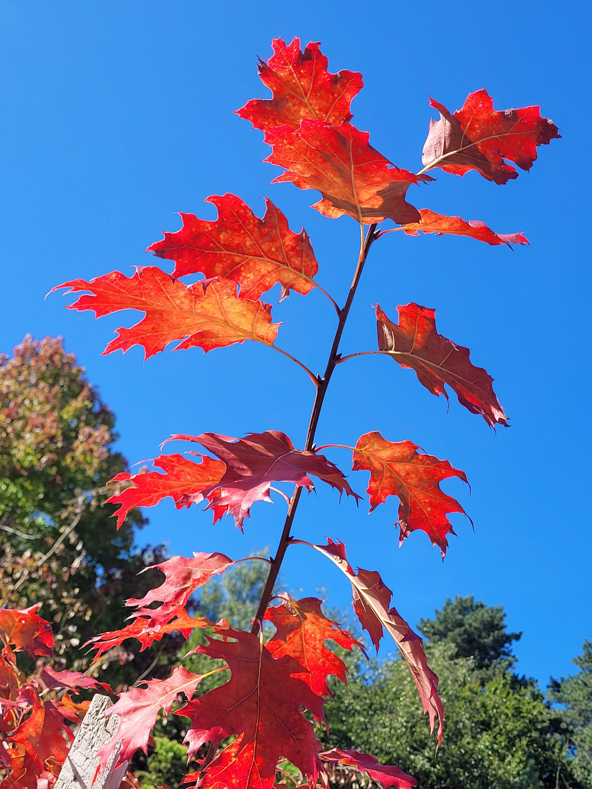 Red Oak