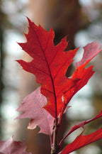 Red Oak