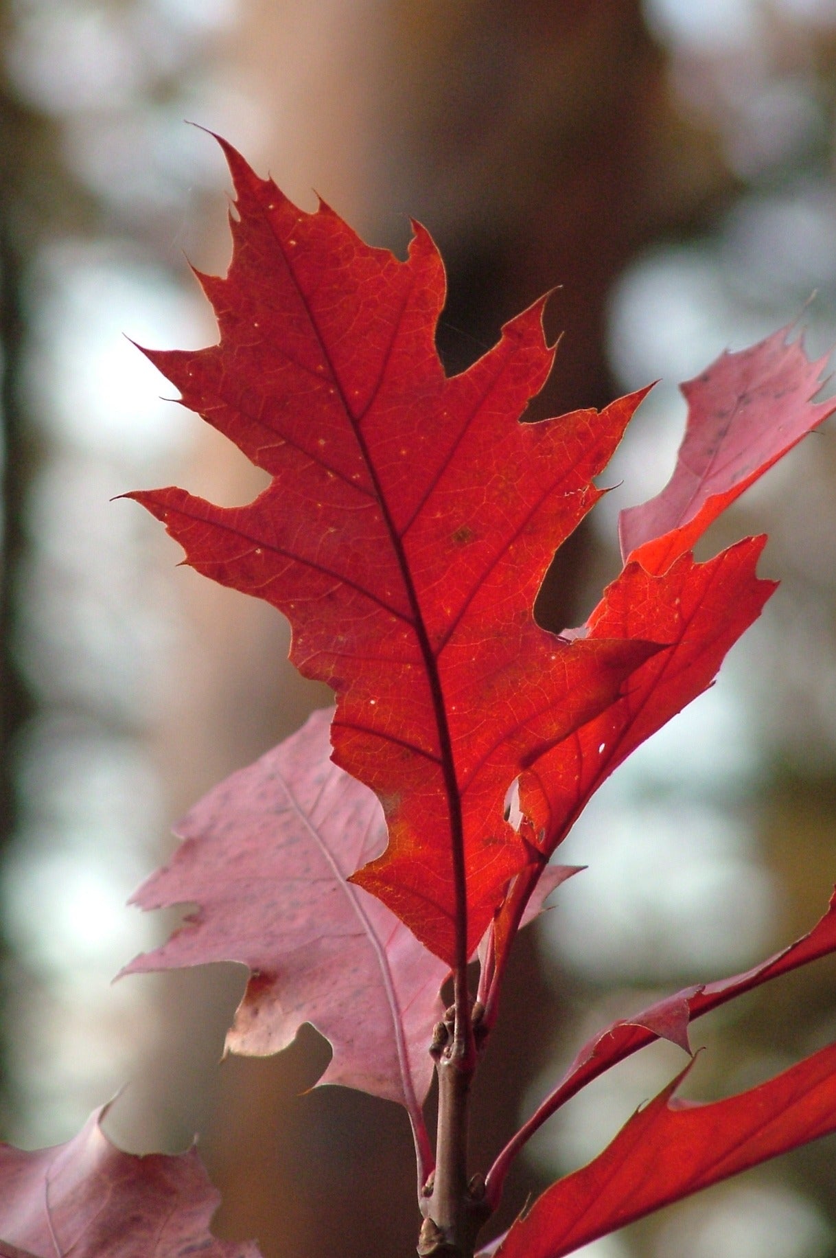 Red Oak