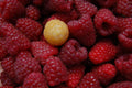 Raspberry 'Fallgold'