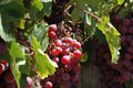 Grape 'Reliance'
