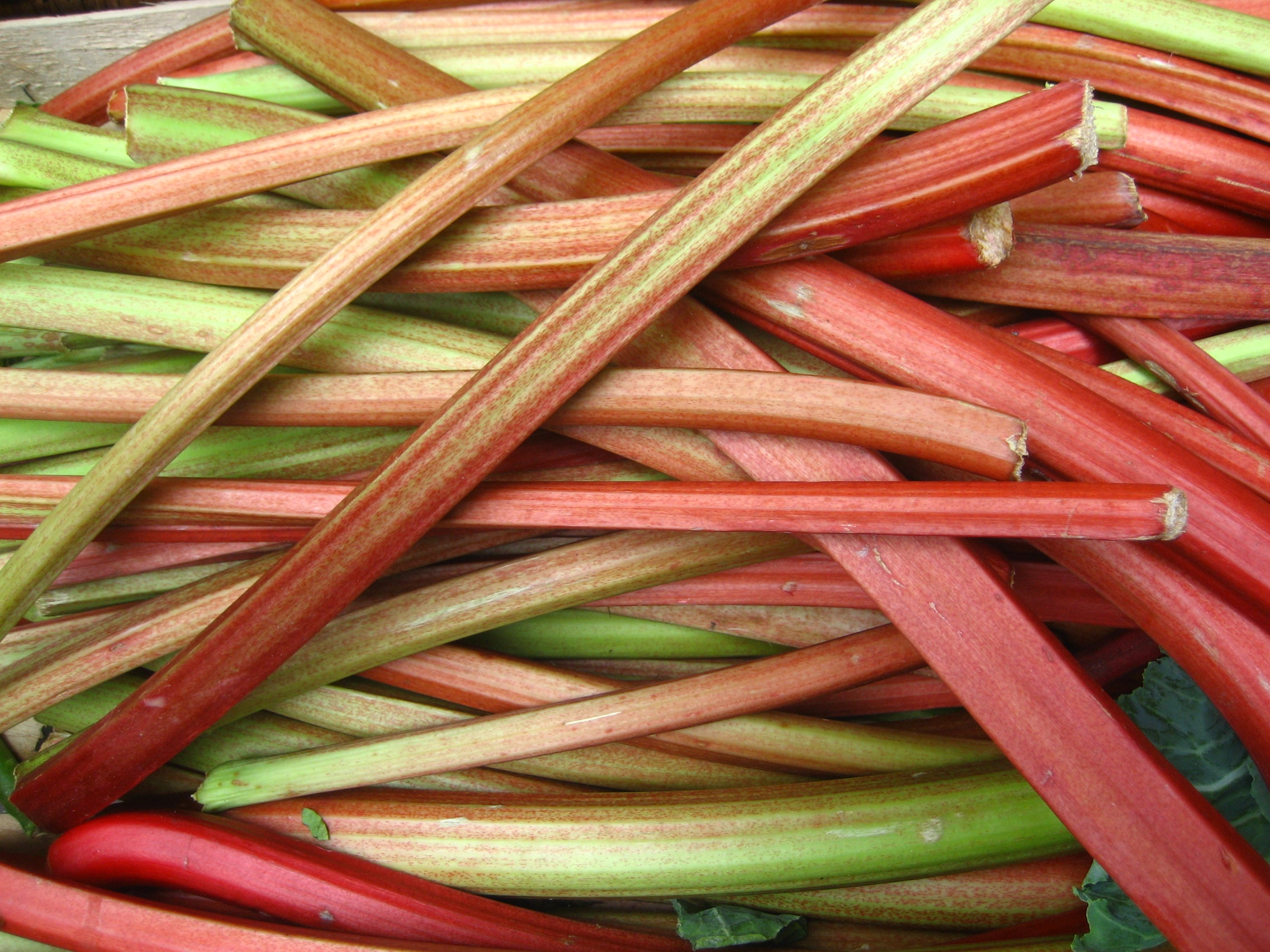 Rhubarb 'Glaskins Perpertual'