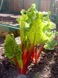 Rhubarb 'Champagne Early'