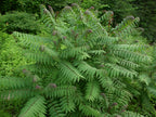 Smooth Sumac