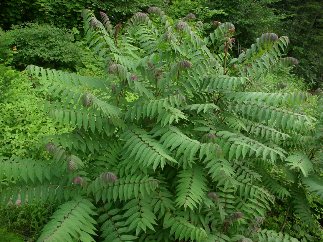 Smooth Sumac