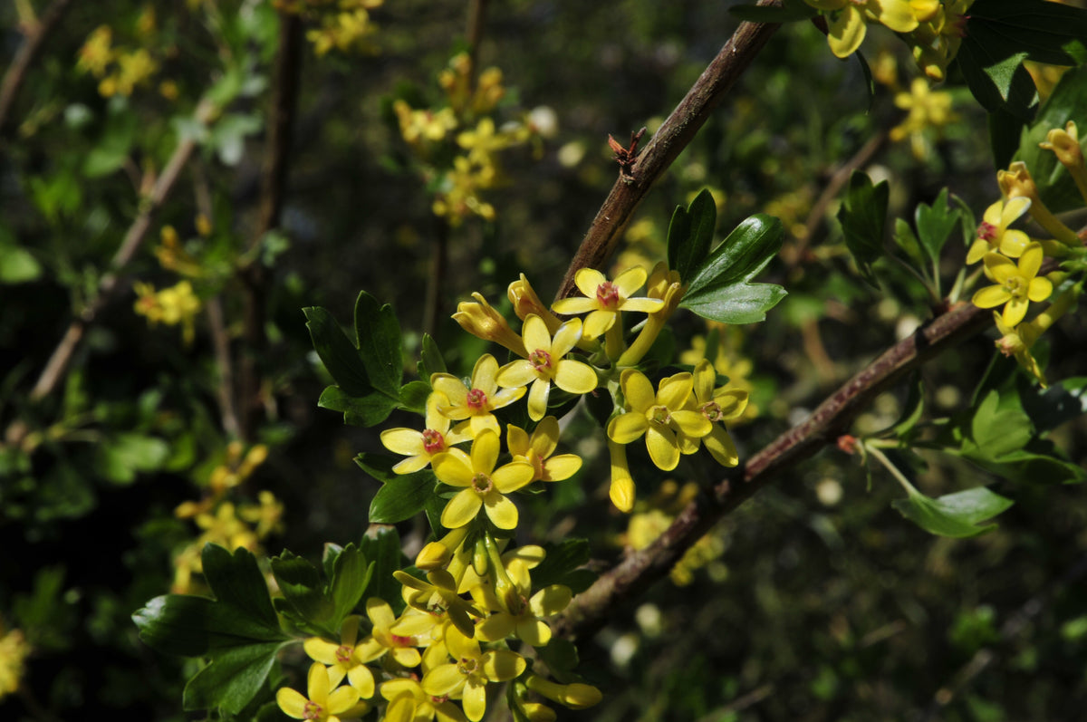 Buffalo Currant 'Crandall'