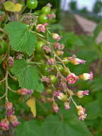 Blackcurrant 'Seabrooks Black'