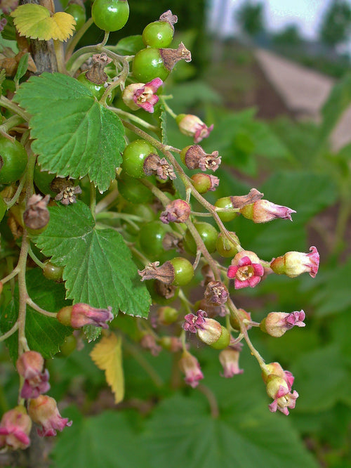 Blackcurrant 'Seabrooks Black'