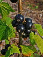 Blackcurrant 'Seabrooks Black'