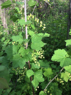 Redcurrant 'Cherry'