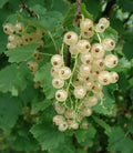 Whitecurrant 'Weisse Langtraubige'