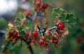 Buffalo Currant 'Crandall'