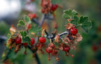 Buffalo Currant 'Crandall'