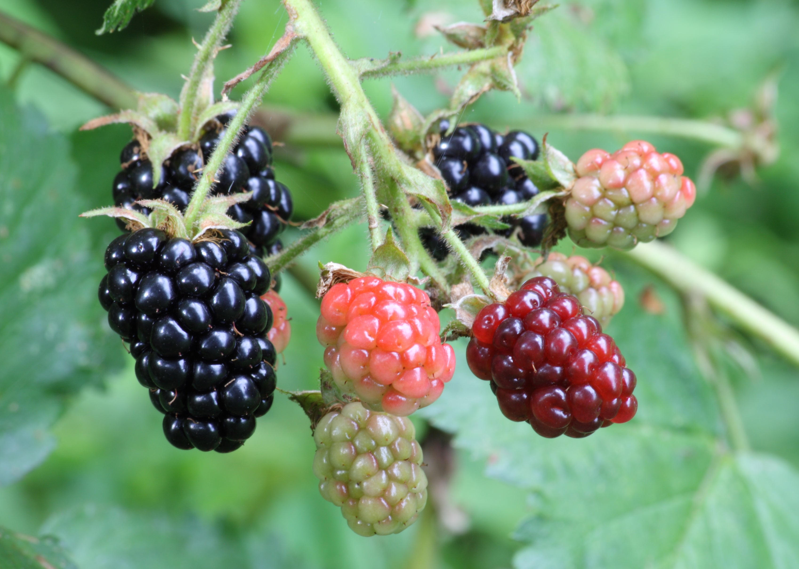 Blackberry 'Waldo'