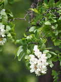 Black Locust