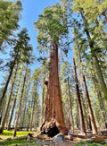 Giant Redwood