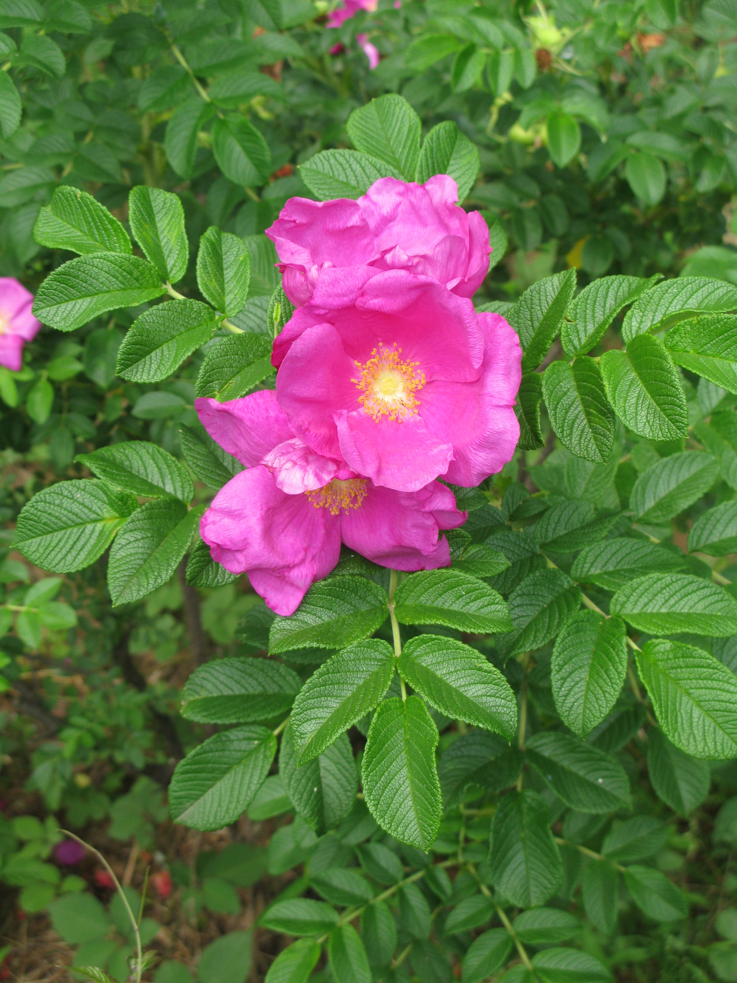 Japanese Rose