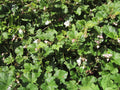 Groundcover Raspberry 'Betty Ashburner'