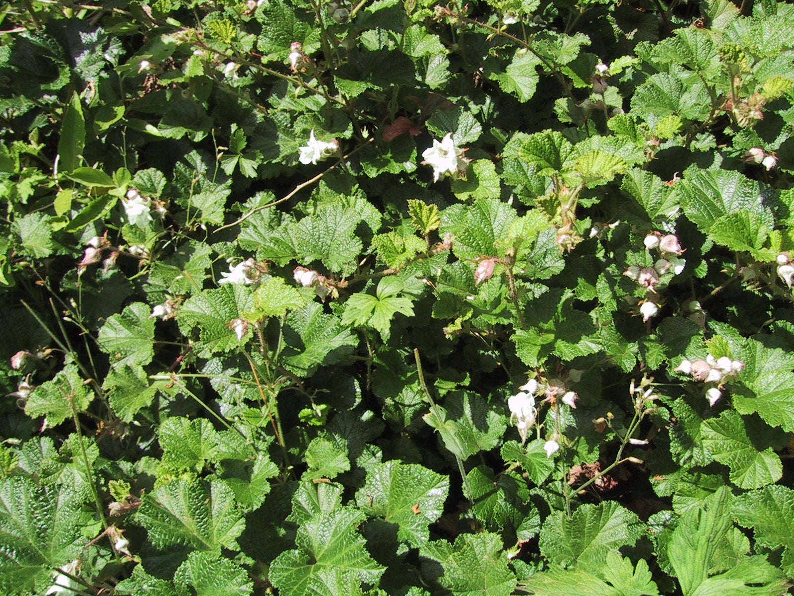 Groundcover Raspberry 'Betty Ashburner'