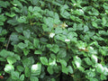 Groundcover Raspberry Chinese Bramble