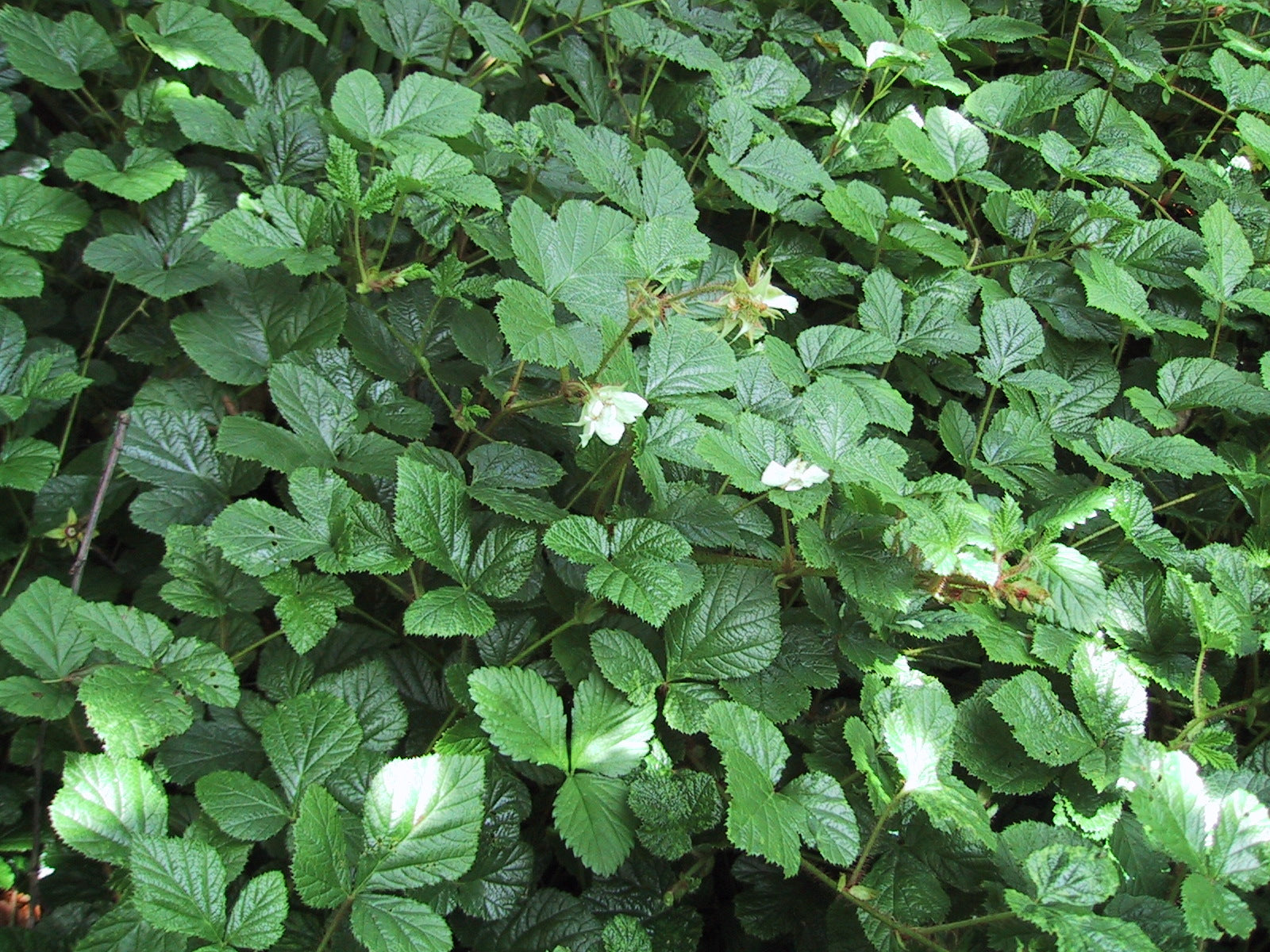 Groundcover Raspberry Chinese Bramble